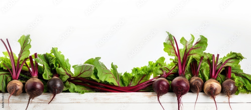 Poster Beetroot plants arranged on a white wooden table with ample empty space around them for a copy space image