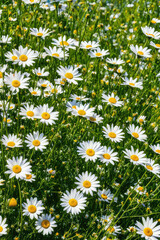Fototapeta premium A beautiful, sun-drenched spring summer meadow. Natural colorful panoramic landscape with many wild flowers of daisies against blue sky. A frame with soft selective focus.