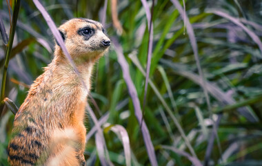 the meerkat in the nature with dramatic tone