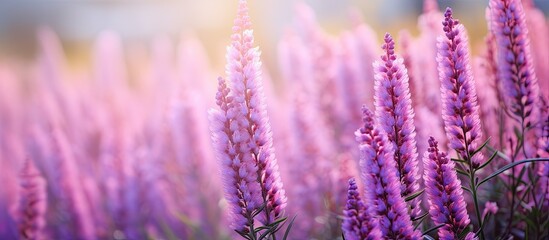 Obraz premium A copy space image showcasing blooming Calluna flowers in a garden providing a natural background