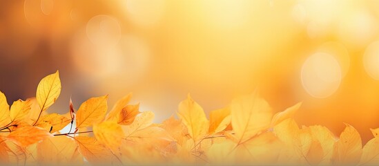 A copy space image featuring the vibrant yellow hues of autumn leaves on a background
