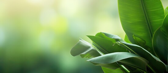 A vibrant nature themed background with banana leaves providing a refreshing green ambiance Perfect for a copy space image