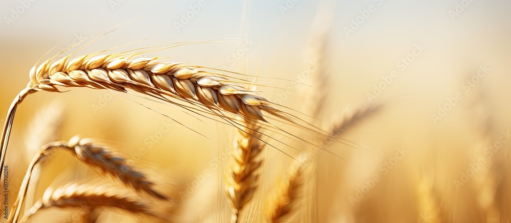 Aufkleber a single golden wheat ear stands alone after the harvest with no other elements in the photo except 