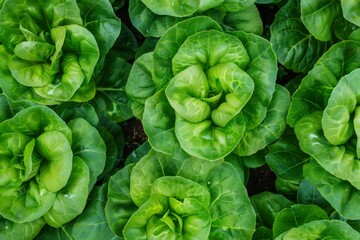 Obraz premium Butterhead lettuce growing hydroponically in a greenhouse nursery viewed from above