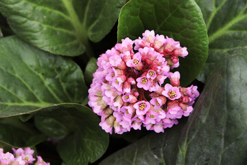 Badan. Beautiful pink flowers on a blurred green background. Close-up. Selective focus. Copyspace