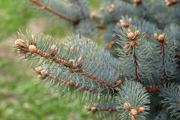 A spruce branch with ripe cones on a blurred green background. Close-up. Selective focus. Copyspace