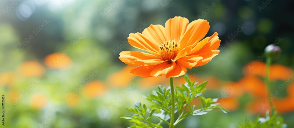 Aufkleber an orange flower with a blurry background of a garden creates a captivating image with plenty of emp