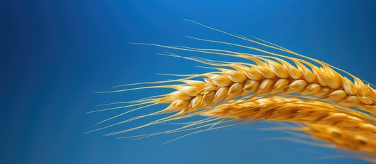 A detailed and focused image of a single ear of wheat with empty space around it. Creative banner. Copyspace image