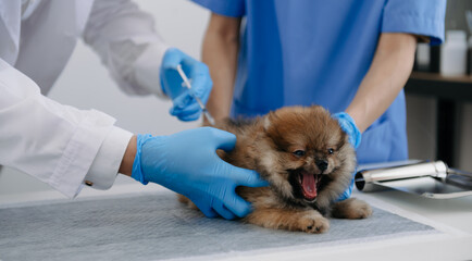 wo doctors are examining him. Veterinary medicine concept. Pomeranian