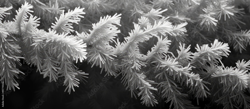 Poster A close up winter background with icy spruce branches in black and white providing ample space for text in the image