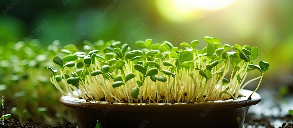 Poster A close up of mung bean sprouts or seedlings in a bowl with a copy space image