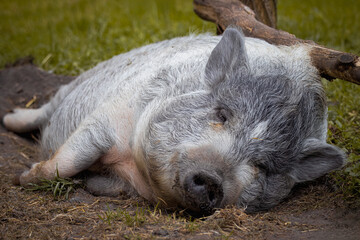 A female mini pig with grey fur lays on the ground with grass and rests right toward the camera...