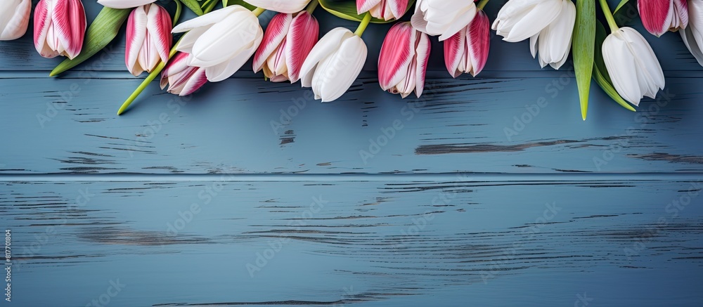 Fototapete a top down view of white and pink tulip flowers resting on a blue wooden table creating a visually p