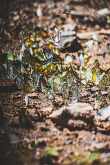 the butterfly on the ground with dramatic tone