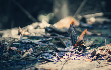 the butterfly on the ground with dramatic tone