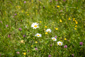 meadow with daisies