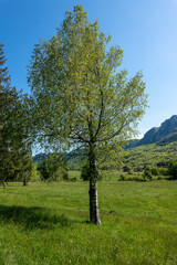 tree in the mountains