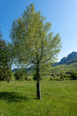 landscape with trees