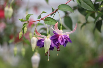 Fuchsia magellanica, red and white flower in the garden.