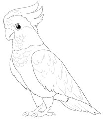 Black and white line drawing of a cockatoo © brgfx