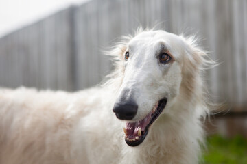 Dog, Russian Greyhound white, close-up, against a blurred background of a fence, next to the house....