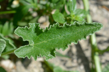 Squirting cucumber leaf