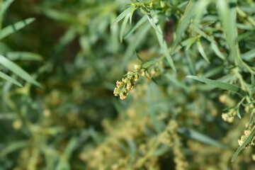 Tarragon flowers