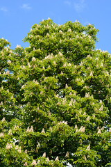 Common horse chestnut tree with flowers