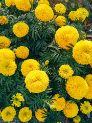 Fresh bright blooming yellow chrysanthemums flowers in autumn garden outside in sunny day