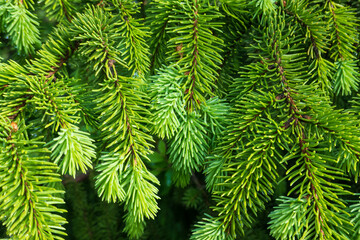 Close-up of green young spruce branches. The needles are covered with small drops of dew. Background. Texture.