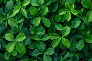 Close up of lush green peanut plant leaves a fresh natural backdrop