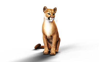 3d Illustration Portrait of Cougar Isolated on green Background with Clipping Path.