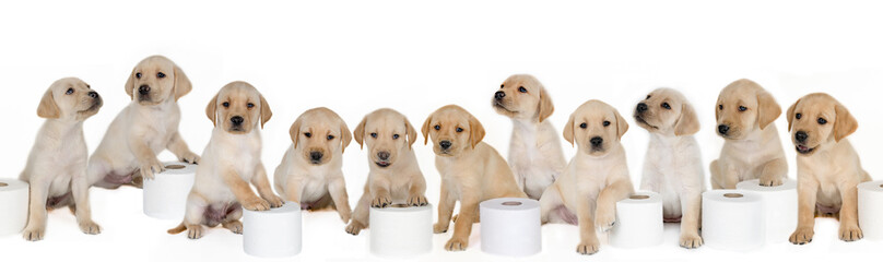 Eleven blonde Labrador puppies in a row. Adorable, endearing, sweet, dogs, puppies.