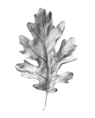 Silver oak leaf