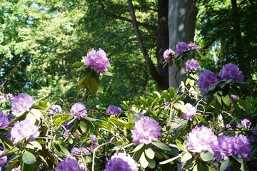 Blühender Rhododendron im Großen Tiergarten in Belrin