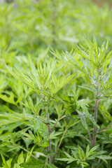 botanical background of mugwort plant