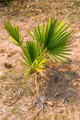palm, mediterranean, summer, nature, tree, spring, winter, landscape, leaf, autumn, green, orange, plant, park, palm tree, environment, europe, beautiful, gardening, botany, foliage, decoration, ornam