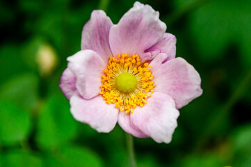 Obraz premium nature