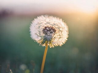 Floating dandelion fluff wispy delicate strands soft diffused light dreamy pastel tones blurred ethereal atmosphere