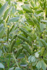broad beans ready to harvest in garden.