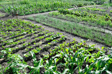organically cultivated various vegetables  in the vegetable garden, summertime