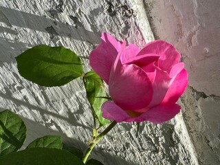 Pink rose against white cracked wall.