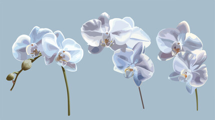 Set of three white orchids Vector  style vector design