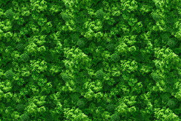 Fototapeta premium A lush green forest with many trees and plants