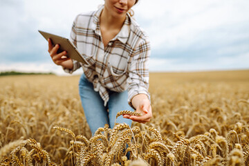 Young woman  farmer in wheat field during harvest in summer with tablet. Growth dynamics. Agriculture, gardening, business or ecology concept.