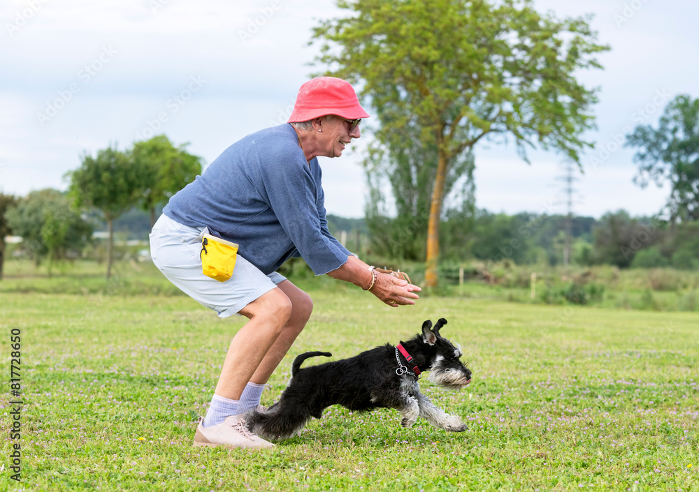 Canvas Prints miniature schnauzer training for obedience