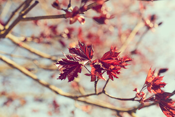 maple red leaves in the park