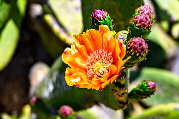 Red nopa cactus flower. Selective focus