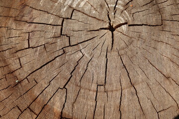 Wooden walnut texture background, close up