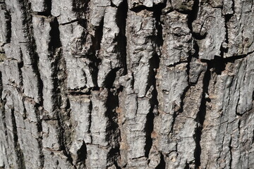 Wooden walnut texture background, close up